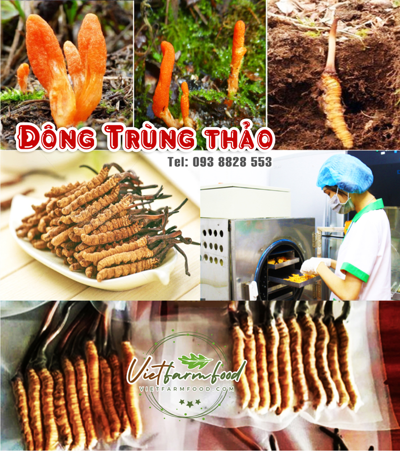 /sau-nam-dong-trung-ha-thao-kho-dried-cordyceps-mushrooms-nong-san-viet-vietfarmfood-093-8828-553 /sau-nam-dong-trung-ha-thao-kho-dried-cordyceps-mushrooms-nong-san-viet-vietfarmfood-093-8828-553