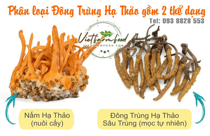 nam-trung-ha-thao-kho-dried-cordyceps-mushrooms-nong-san-viet-vietfarmfood-093-8828-553