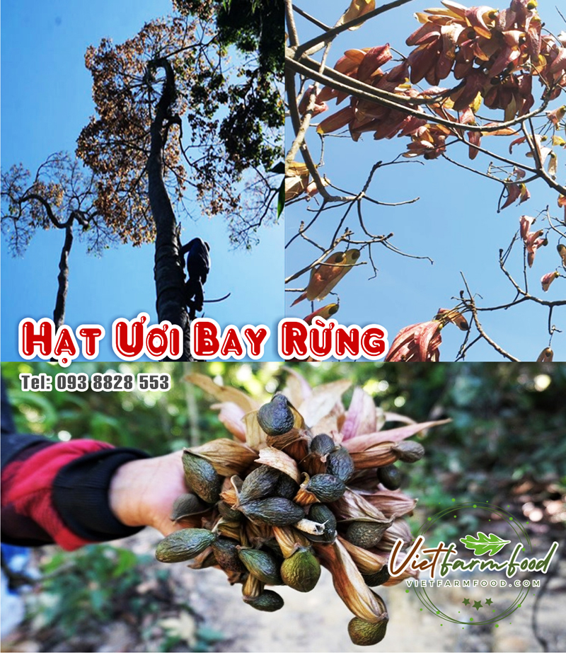 hat-duoi-uoi-bay-orangutan-seeds-fly-nong-san-cao-cap-viet-farm-food-093-8828-553