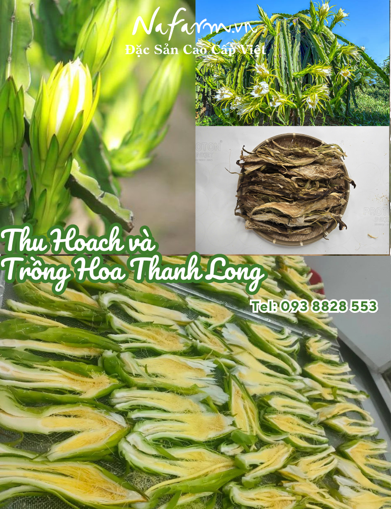 hoa-thanh-long-kho-dried-dragon-fruit-flower-dac-san-nafarm-0938828553-1