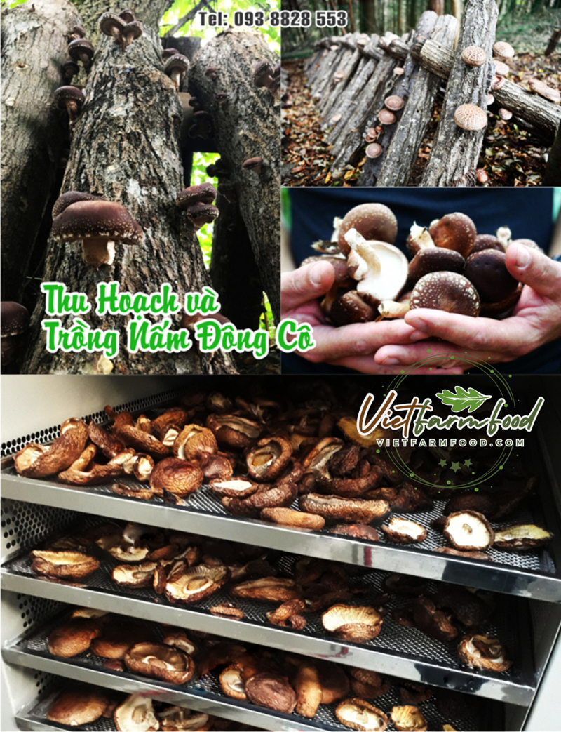 nam-dong-co-kho-dried-shiitake-mushrooms-nong-san-cao-cap-viet-farm-food