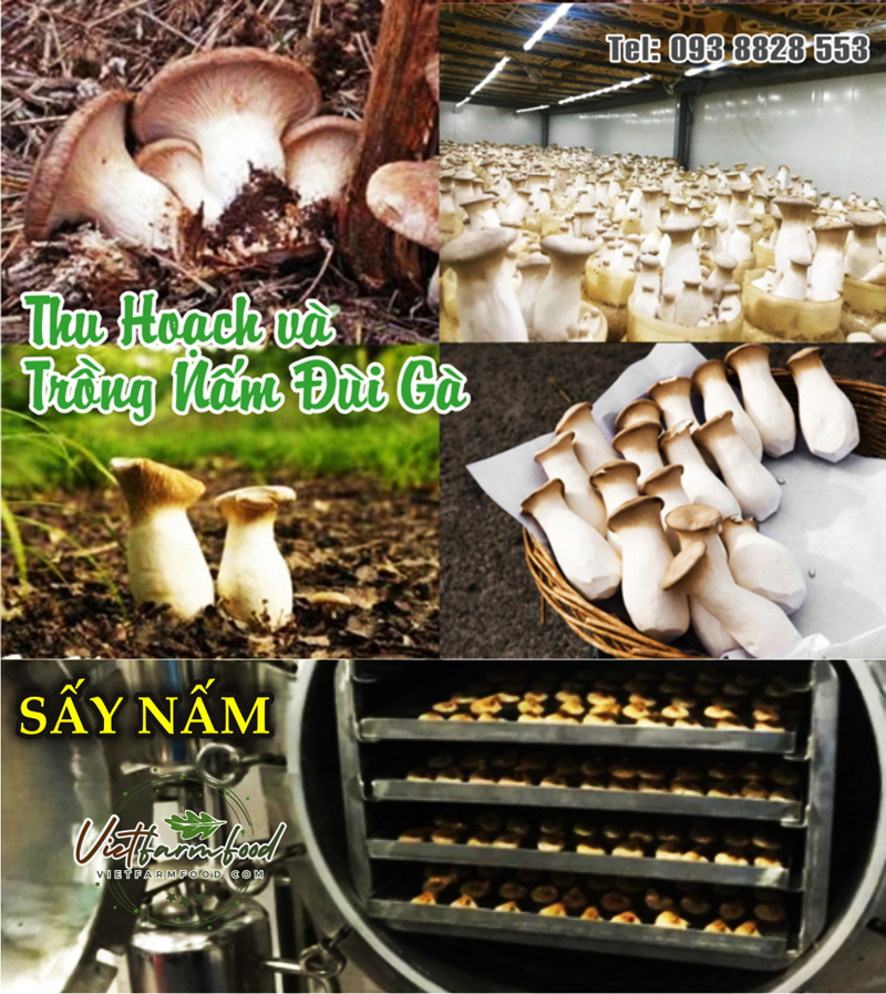 nam-dui-ga-kho-Dried-chicken-drumstick-mushrooms-nong-san-cao-cap-viet-farm-food-093-8828-553 nam-dui-ga-kho-Dried-chicken-drumstick-mushrooms-nong-san-cao-cap-viet-farm-food-093-8828-553