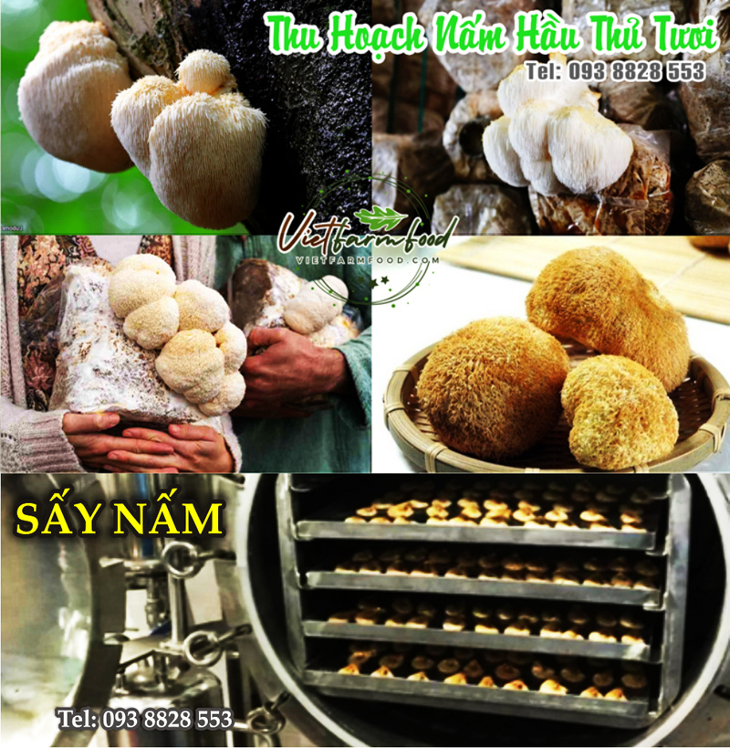 nam-hau-thu-dau-khi-kho-Dried-lion-mane-mushroom-nong-san-cao-cap-vietf-farm-food-093-8828-553