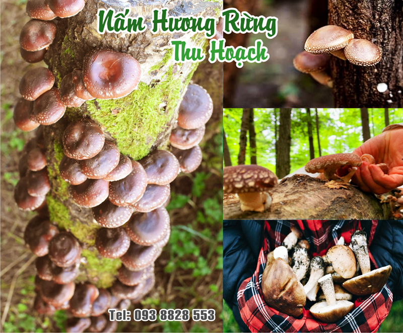 nam-huong-kho-dried-shiitake-mushrooms-shiitake-mushrooms-nong-san-cao-cap-viet-farm-food-093-8828-553