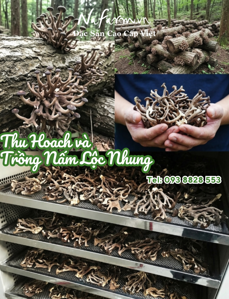 nam-loc-nhung-kho-dried-velvet-mushrooms-nong-san-viet-farm-food-093-8828-553