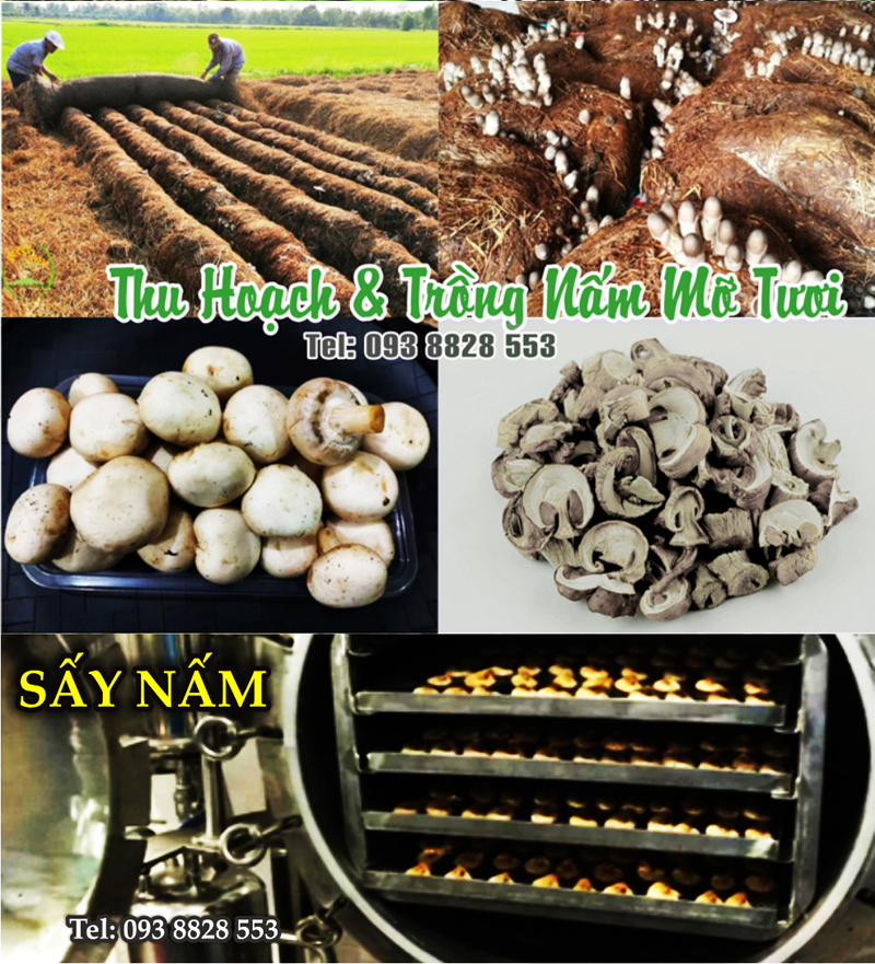 nam-mo-kho-dried-button-mushrooms-nong-san-cao-cap-viet-farm-food-093-8828-553 nam-mo-kho-dried-button-mushrooms-nong-san-cao-cap-viet-farm-food-093-8828-553