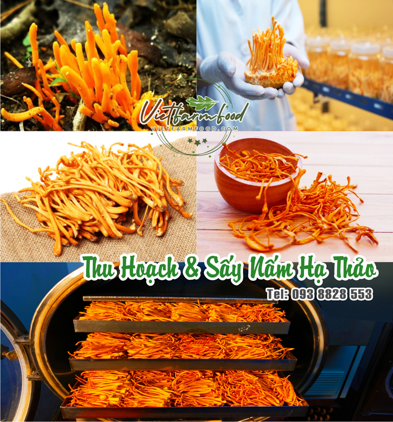 nam-trung-ha-thao-kho-dried-cordyceps-mushrooms-nong-san-viet-vietfarmfood-093-8828-553