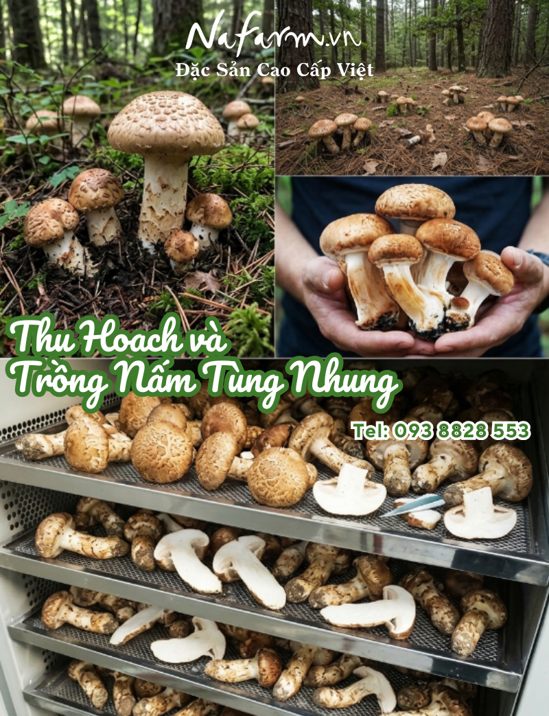 nam-tung-nhung-kho-dried-matsutake-mushrooms-nong-san-viet-farm-food-093-8828-553 nam-tung-nhung-kho-dried-matsutake-mushrooms-nong-san-viet-farm-food-093-8828-553