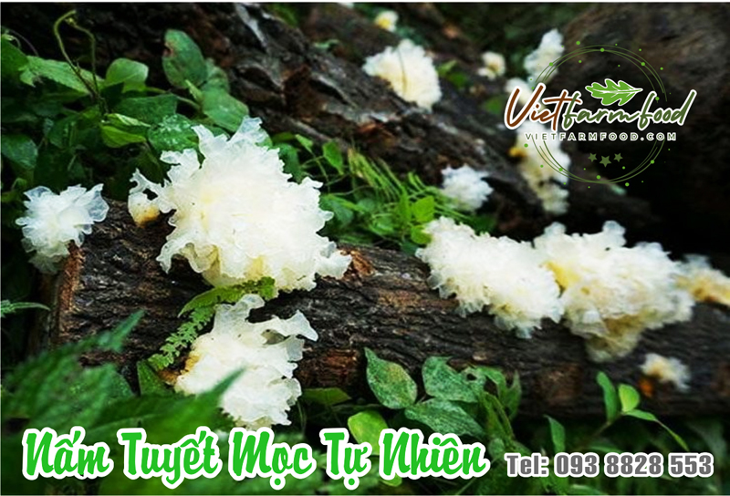 nam-tuyet-ngan-nhi-moc-nhi-trang-kho-Snow-Mushroom-Dried-White-Wood-Ear-nong-san-cao-cap-viet-farm-food-093-8828-553-5